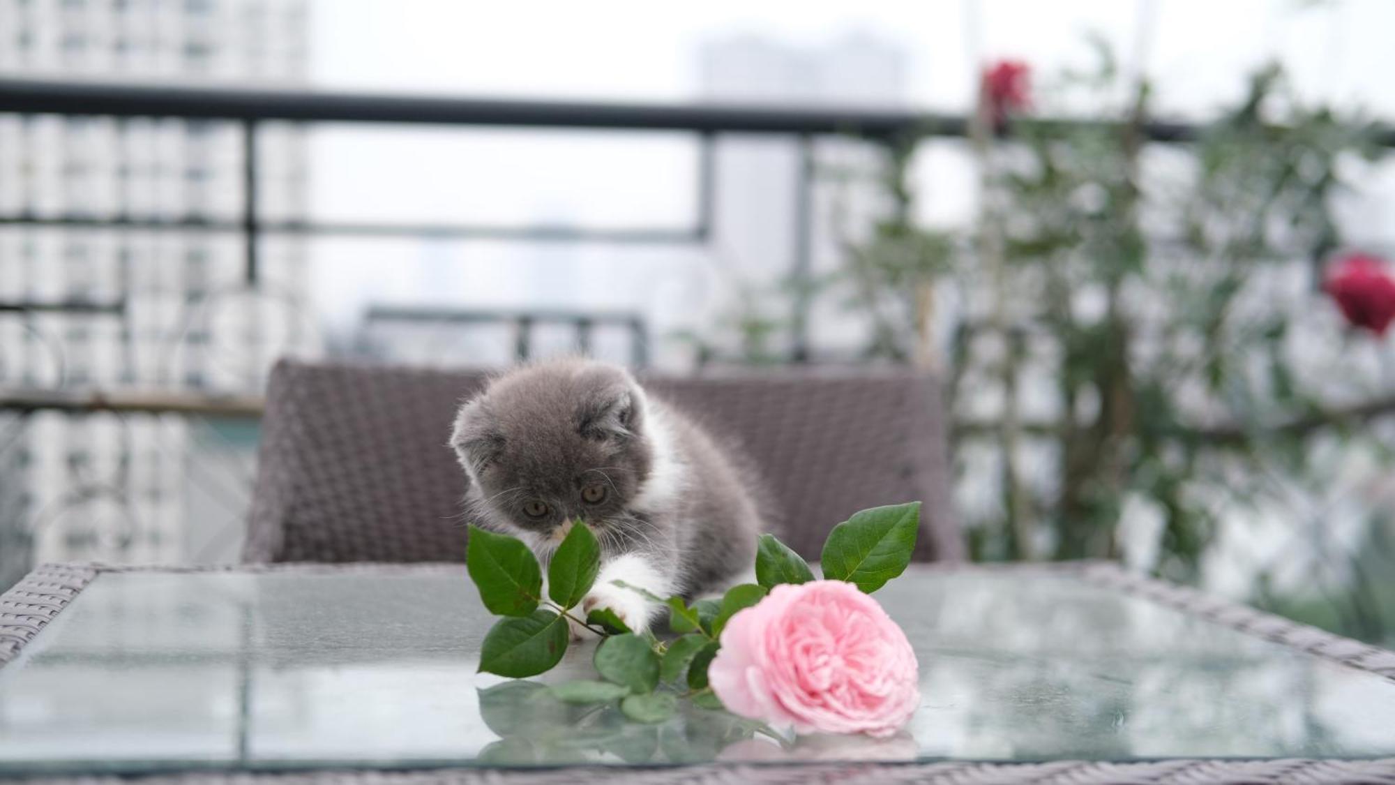 The Bloom - Bespoke Living Апарт-отель