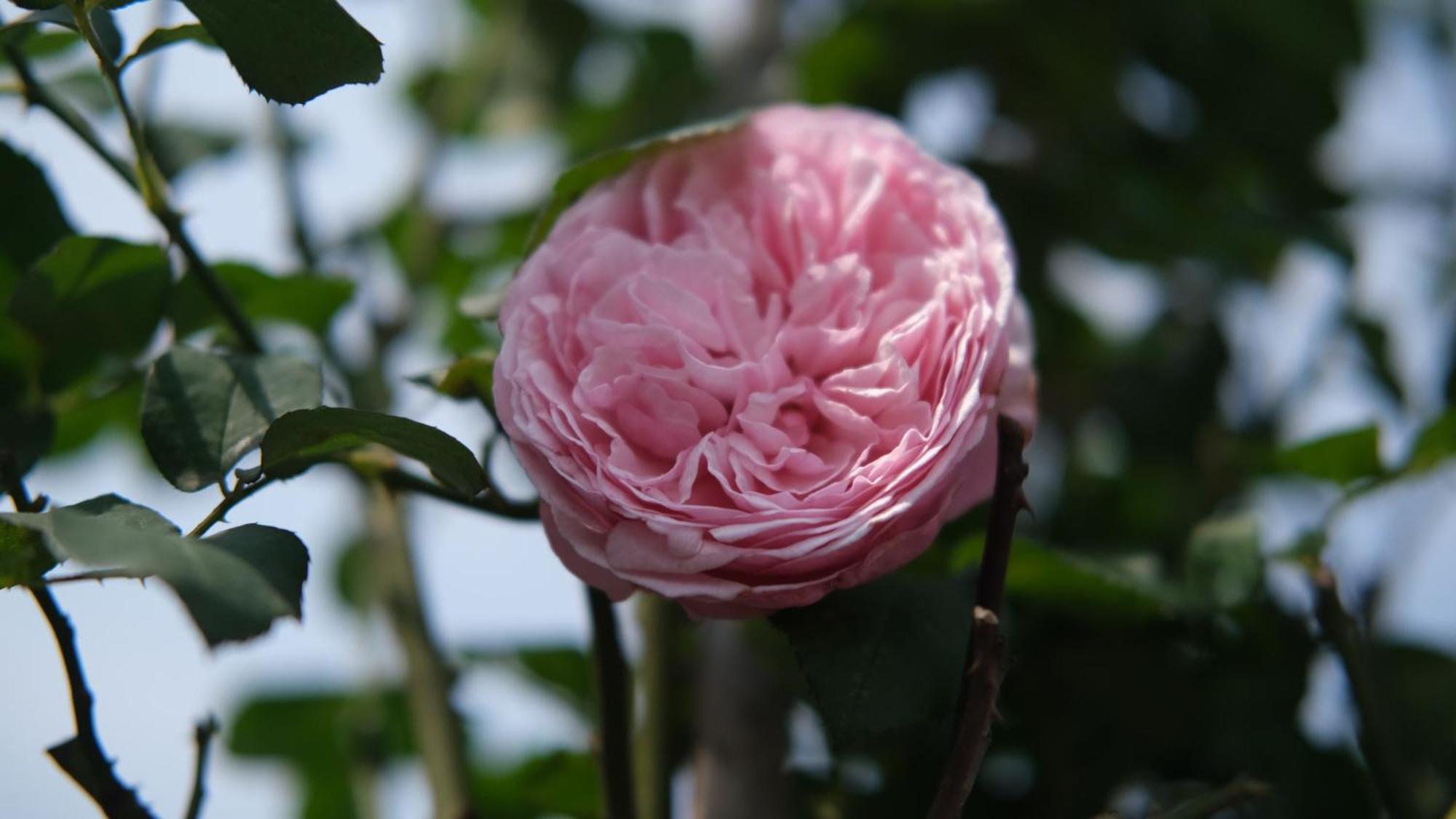 Апарт-отель The Bloom - Bespoke Living 4*